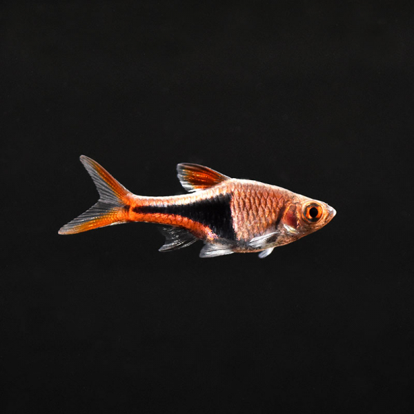 Keilfleckbärbling, Rasbora heteromorpha